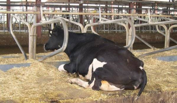 Некробактериоз крупного рогатого скота: возбудитель и диагностика. описание болезни, симптомы, лечение