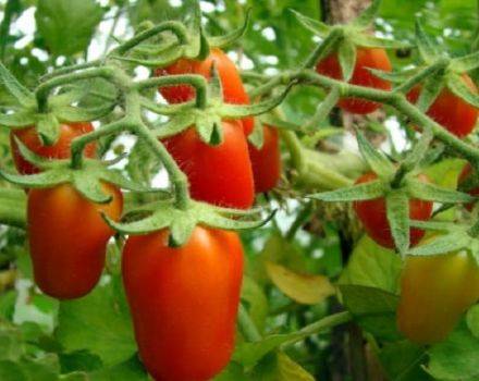 Описание сорта томата акварель и его характеристики