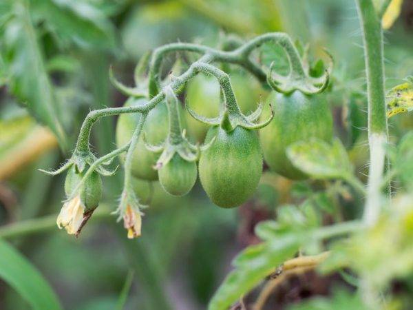 Томат французский гроздевой — описание сорта, фото, урожайность и отзывы садоводов