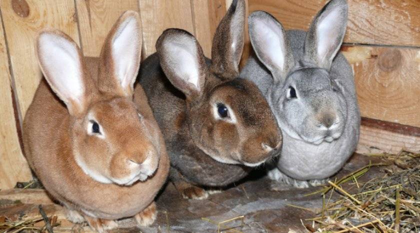 Особенности разведения кроликов рекс