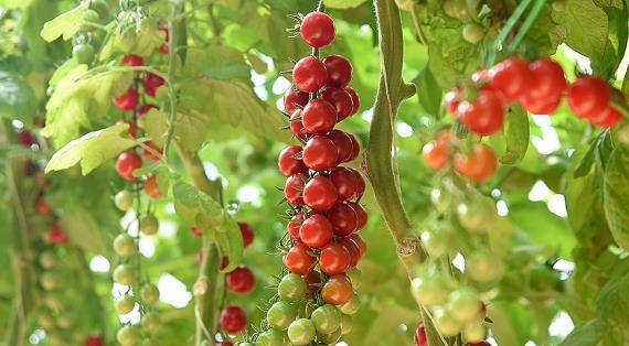 Сорт томата черри: описание, фото, чем полезны и какая калорийность у маленьких помидор?
