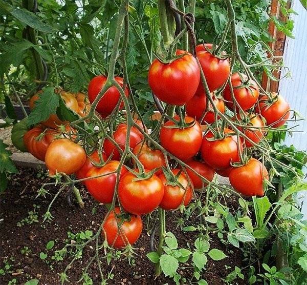 Сорт томата «тарасенко юбилейный»: описание и рекомендации по выращиванию урожайного сорта помидоров
