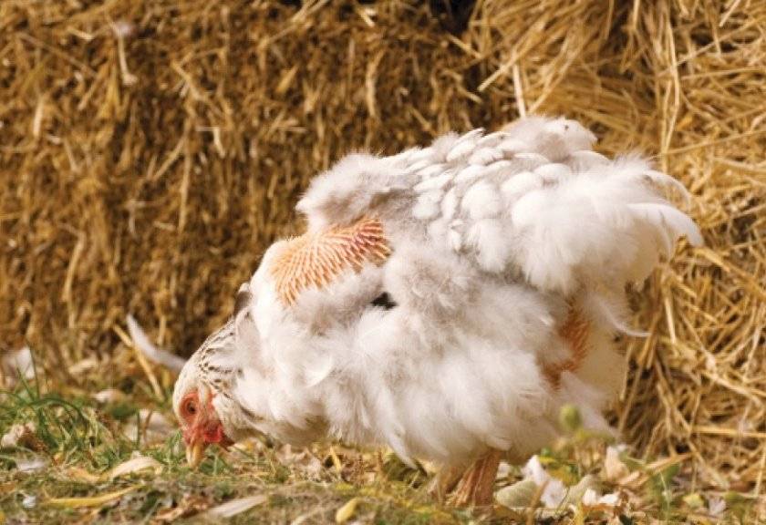 Как определить возраст курицы-несушки по гребешку и как отличить молодую от старой