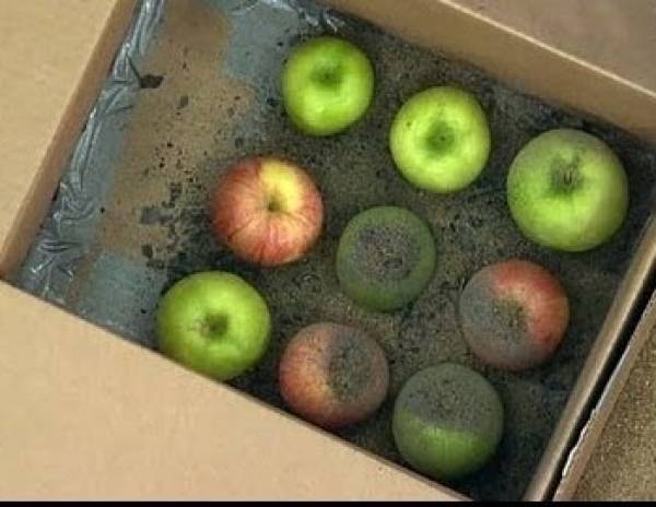 Как сохранить яблоки свежими зимой