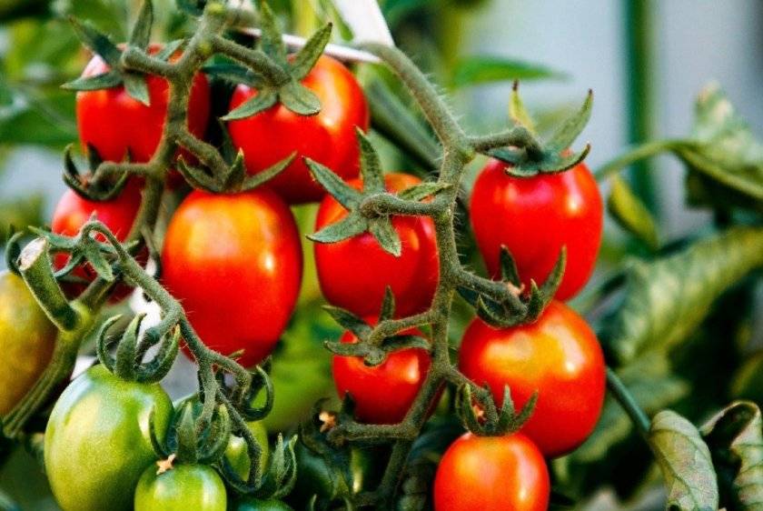 Описание сорта томата Ежик, его урожайность и выращивание
