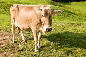 Самые лучшие виды молочных коров: описание и фото. особенности и тонкости выбора породы