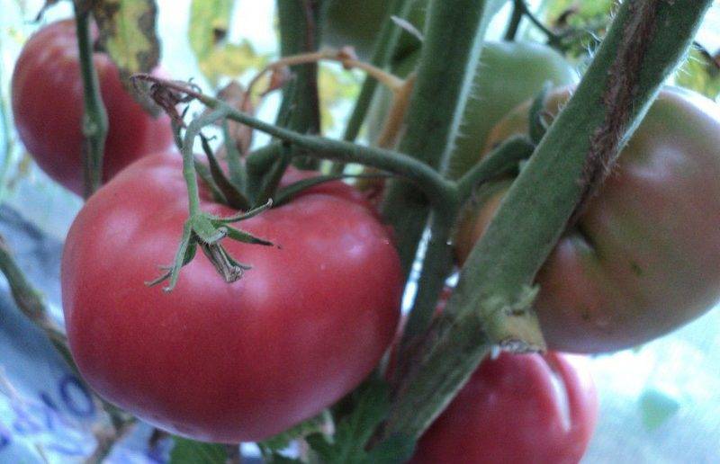 Описание крупноплодного сорта томатов алтайский шедевр и агротехника выращивания