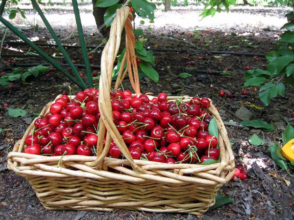Собираем урожай вишни: удобные приспособления