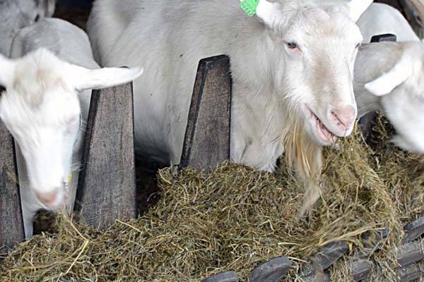 Чем лучше кормить беременную козу и рацион животного перед и после окота