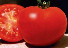 Сорт томата «багира»: фото, отзывы, описание, характеристика, урожайность