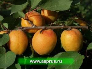 Описание сорта абрикосов восторг и характеристики урожайности и морозостойкости