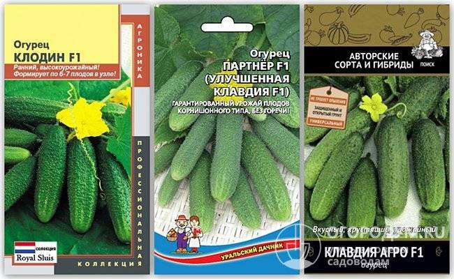 Огурцы эстафета: описание сорта, выращивание и урожайность с фото