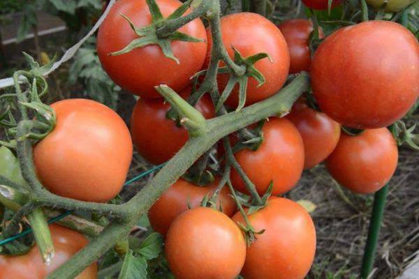 Фото, отзывы, описание, характеристика и урожайность сорта томата «бийская роза»