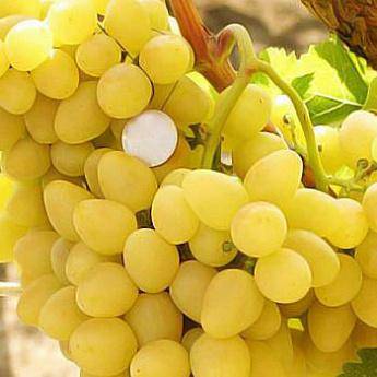 Виноград «бажена»
