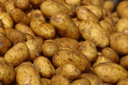 Белорусский сорт картофеля «скарб»: характеристика, описание, урожайность, отзывы и фото