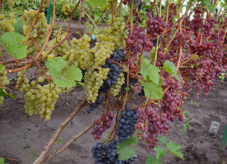 Как укрыть виноград на зиму правильно