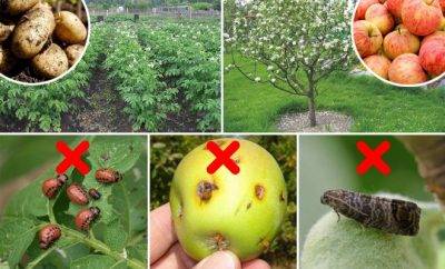 Как избавиться от плодожорки на яблоне: методы борьбы