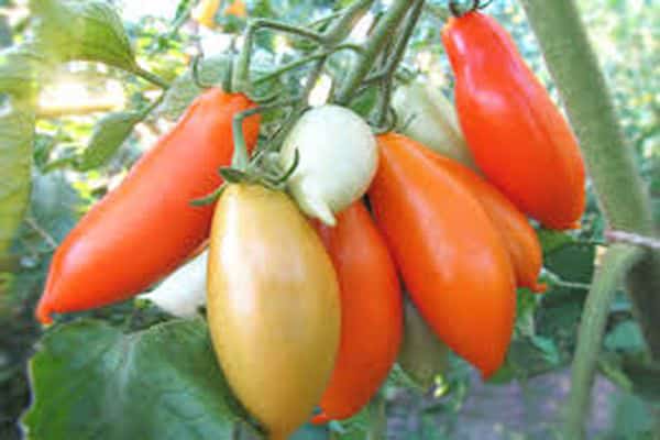  Описание сорта томата Пальмира, его характеристика и урожайность