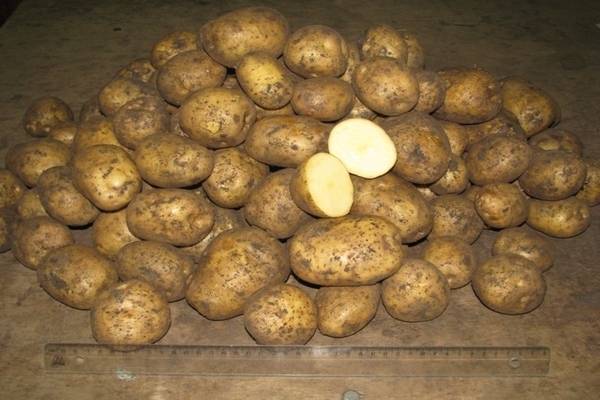 Описание сорта картофеля каратоп: фото, характеристики вида