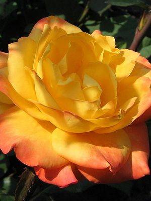 Описание и особенности выращивания чайно-гибридной розы