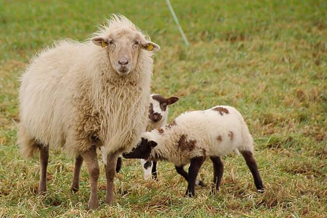 Чем питается овца - особенности кормления