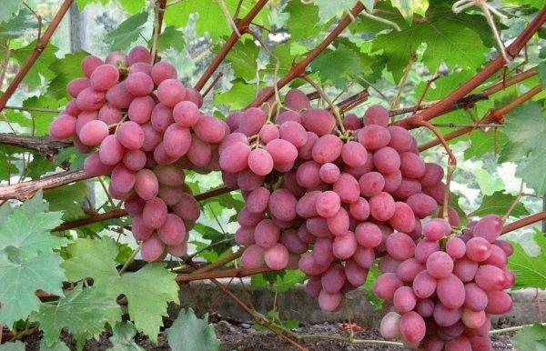 Галахад – современный устойчивый сорт винограда российской селекции