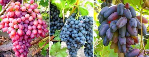 Виноград рислинг: описание сорта и история выведения, правила выращивания