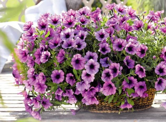 Петунии (petunia): секреты выращивания цветов, виды и сорта цветов