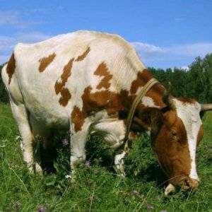 Почему корова или теленок потеют