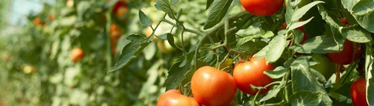 Особенности посадки и выращивания томата гном