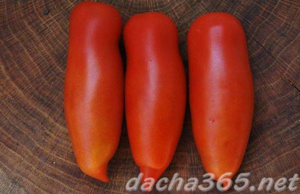 Выращивание томата чухлома