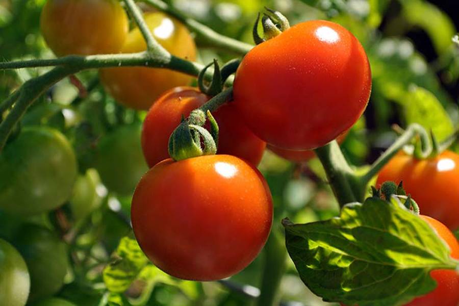 Гигантский гибрид — томат непас 7 непасынкующийся гигантский: описание сорта