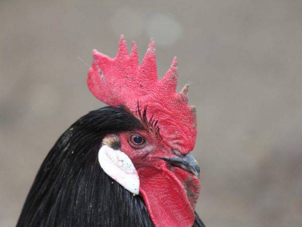 Особенности разведения мясо-яичных пород куриц в домашних условиях: описание лучших видов птиц