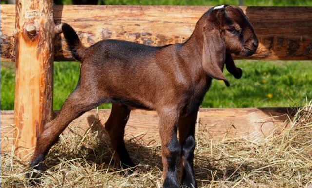 Описание и молочность коз нубийской породы, их окрас и примерная стоимость