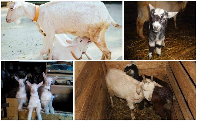 Советы фермерам: как правильно раздоить козу после первого окота?