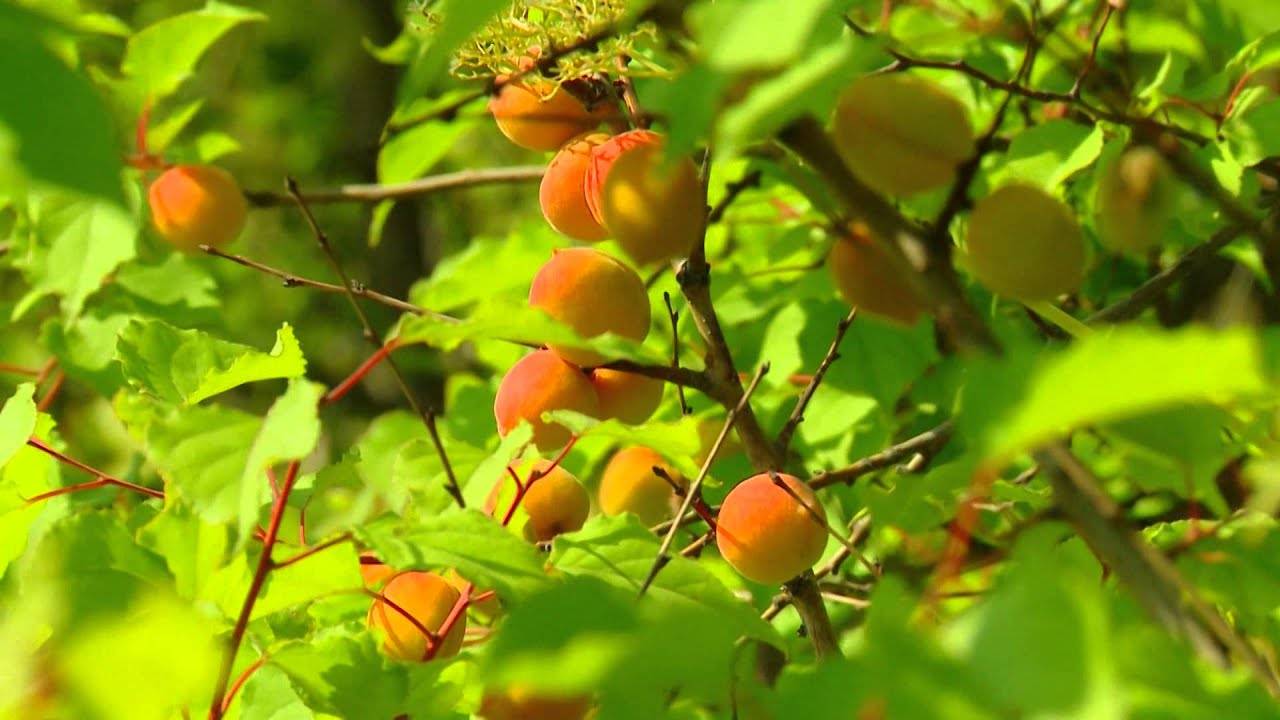 Абрикос медовый: неприхотливый сорт с ярким ароматом