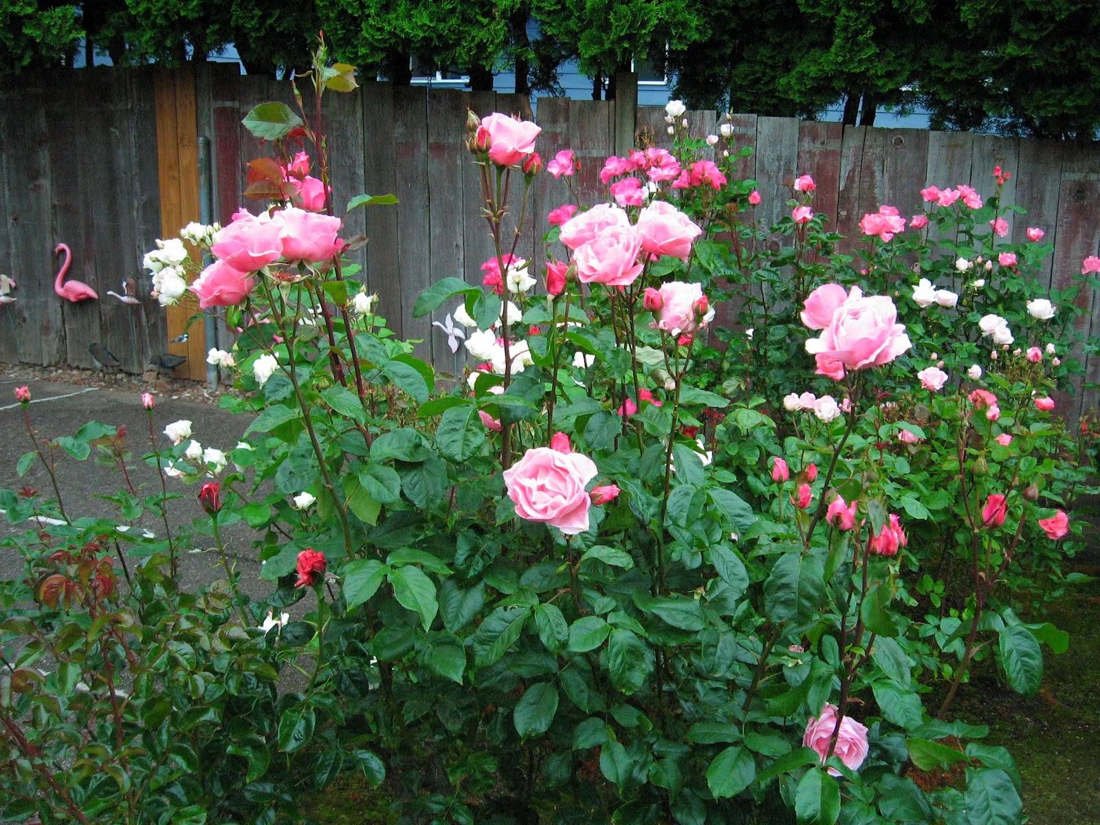 Роза грандифлора — правильный уход за прекрасным цветком