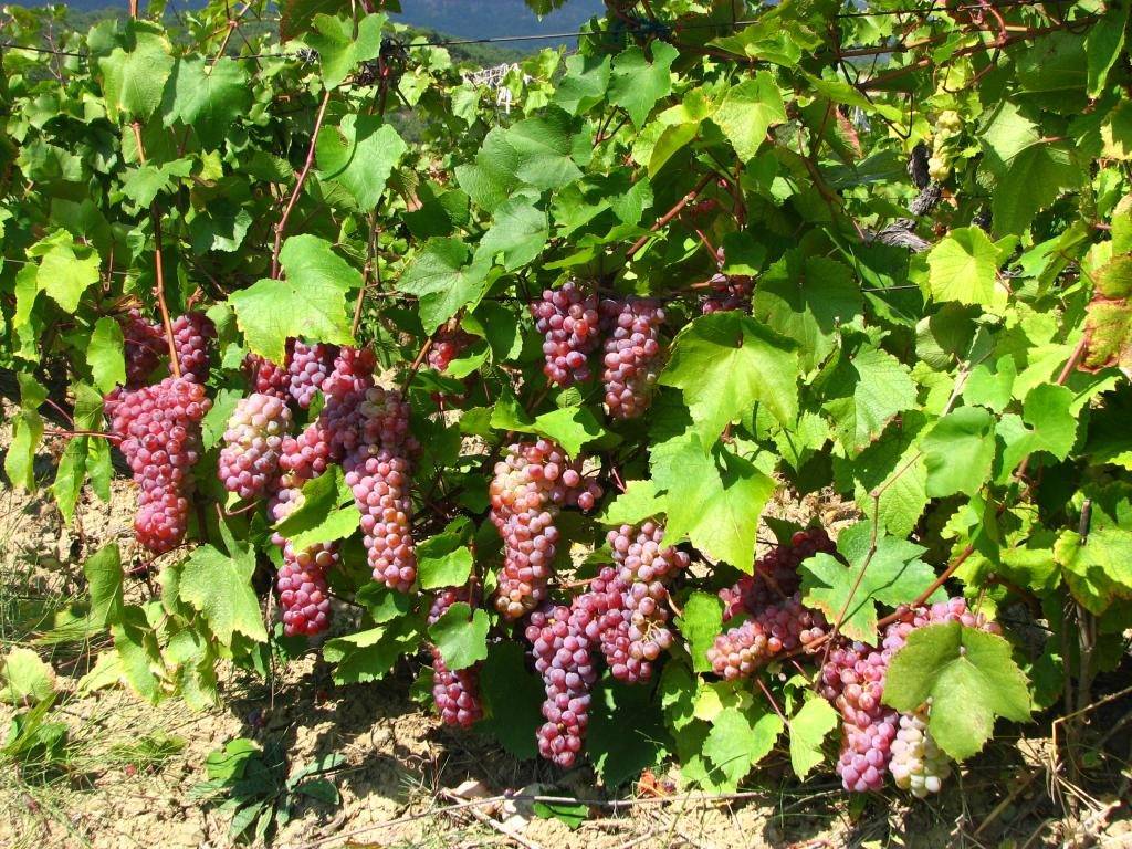 Лучшие винные сорта винограда: описания и характеристики