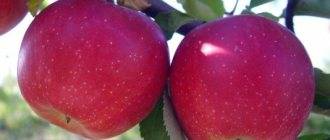 Описание и тонкости выращивания яблони сорта беркутовское
