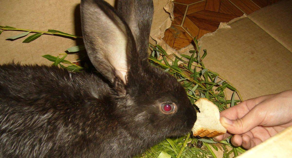 Какую траву можно и нельзя давать кроликам: правила и нормы кормления