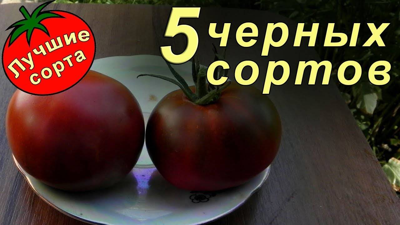 Кисло-сладкий, раннеспелый сорт томата «русский вкусный»: достоинства и недостатки помидора