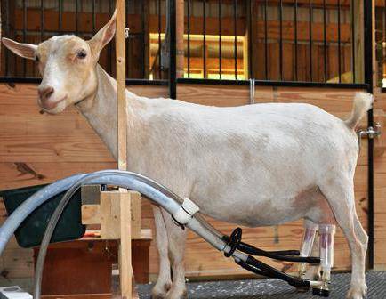 Доильный аппарат для коз освобождает время, облегчает труд