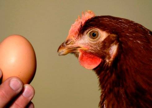 Когда куры молодки начинают давать яйца, то есть нестись