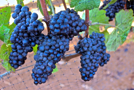 Виноград «пино нуар»: сочные ягоды для изысканного вина