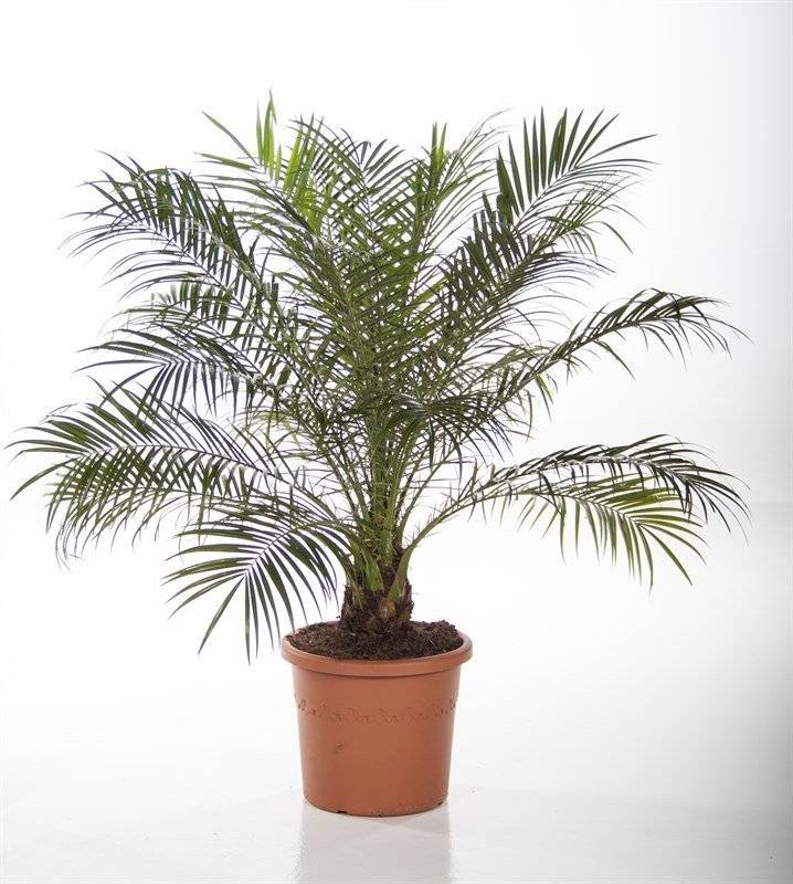 Финиковая пальма: уход и размножение в домашних условиях