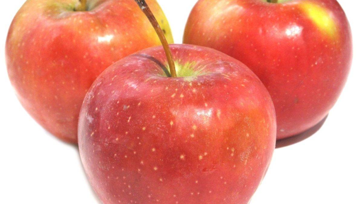 Сорт яблок «эрли женева»: характеристика и правила посадки