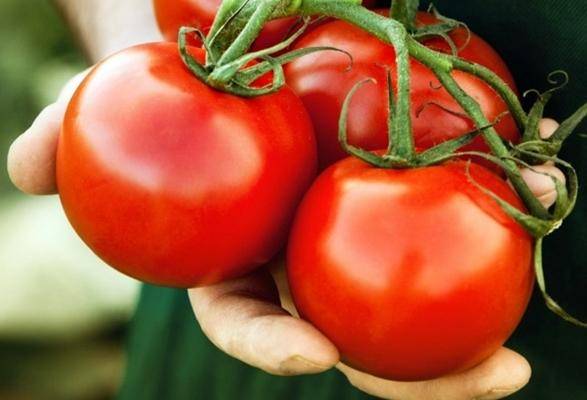Лучшие сорта томатов описания достоинства недостатки