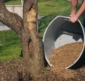 Использование торфа как удобрения для обеднённых плотных почв
