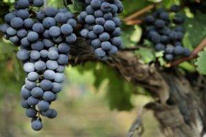 Урожайный раннеспелый виноград сфинкс: достоинства и недостатки