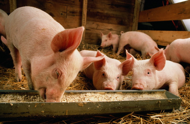 Какие белково-минерально-витаминные добавки (бмвд) для свиней лучше